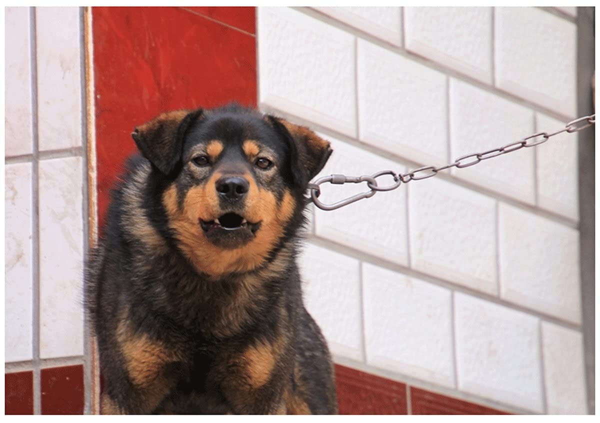 Restrain The Dog Chain,Dog Chain (Golden Retriever) Stainless Steel Chain Anti-Theft Door Chain Hang Clothes and Quilts Restrain The Dog Chain Guardrail Chain Stainless Steel Coiled Chain